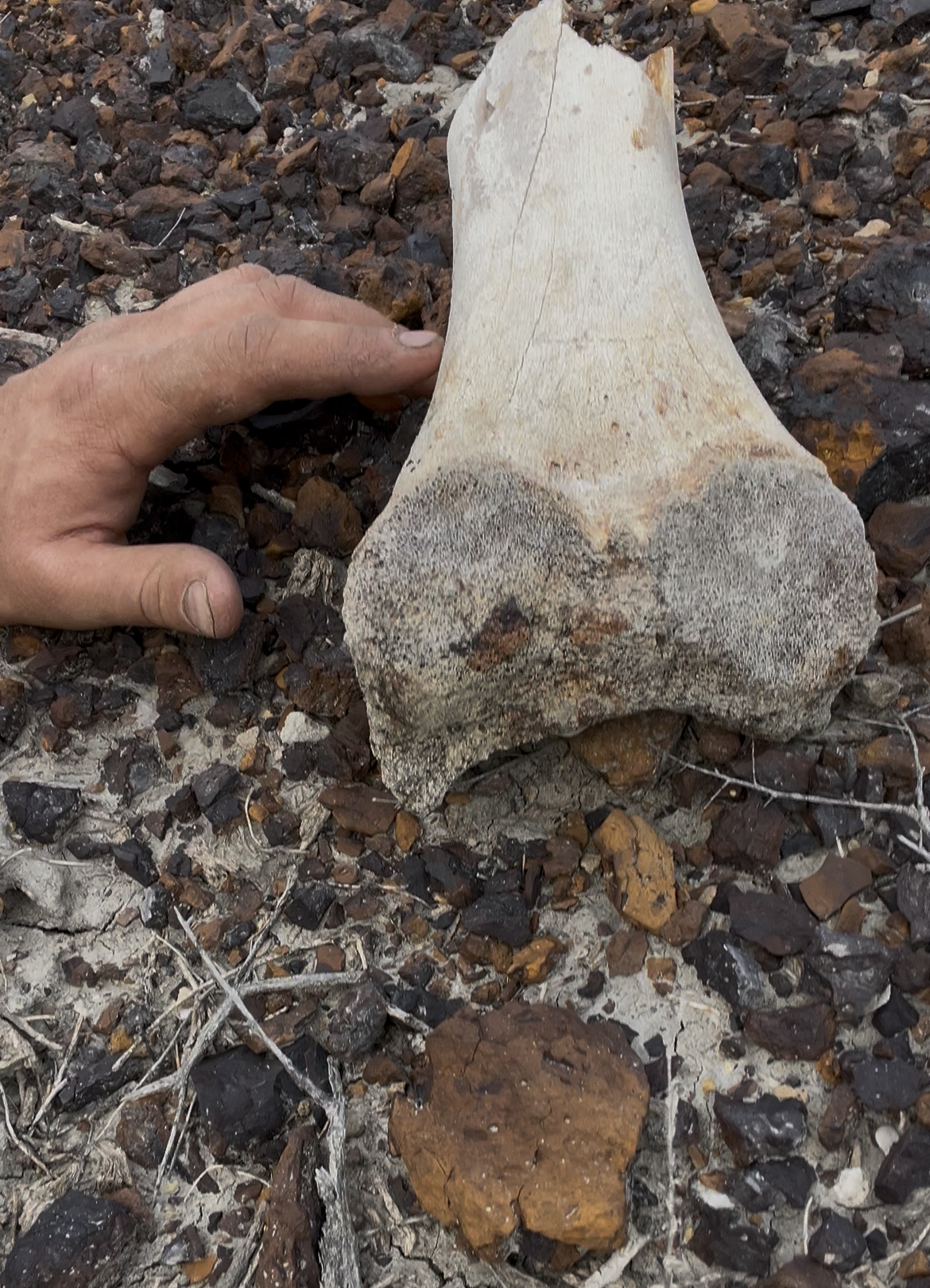 Leg bone Theropod.png